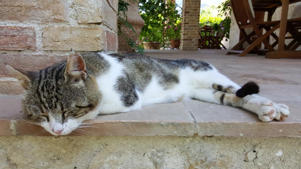 Agriturismo I Terzieri フェレンティッロ エクステリア 写真